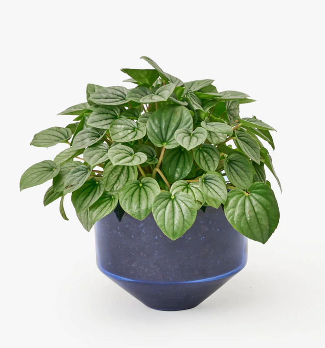 Areaware :: Model Three Planter Blue