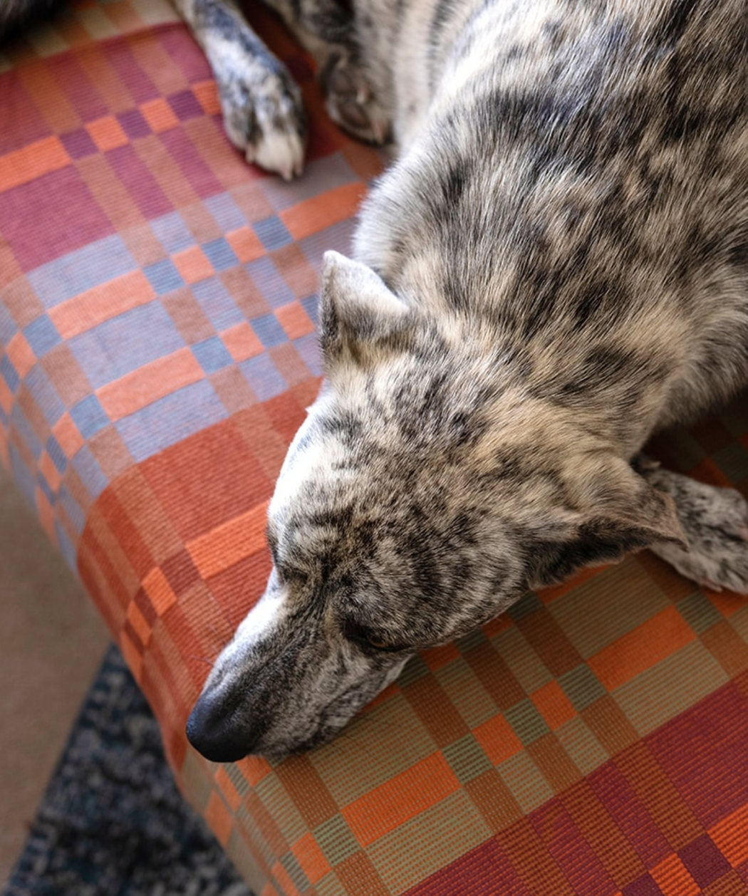 Mungo :: Fido Dog Blanket